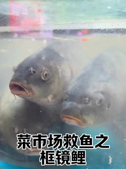 我想让菜市场里的鱼和观赏鱼有同样的地位……所以我还能再多救一条