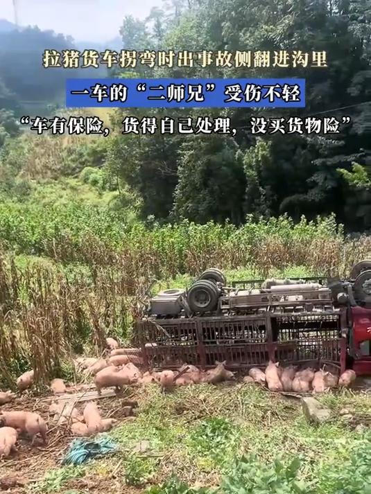 拉猪货车拐弯时出事故侧翻进沟里,一车的“二师兄”受伤不轻