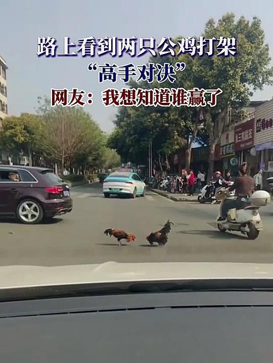 路上看到两只公鸡打架,“高手对决”,网友:我想知道谁赢了