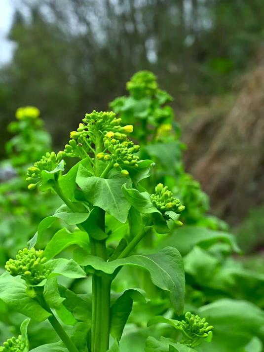 春风化雨润物无声被春雨滋润过的白菜苔特别粗壮脆嫩入口满是甜蜜
