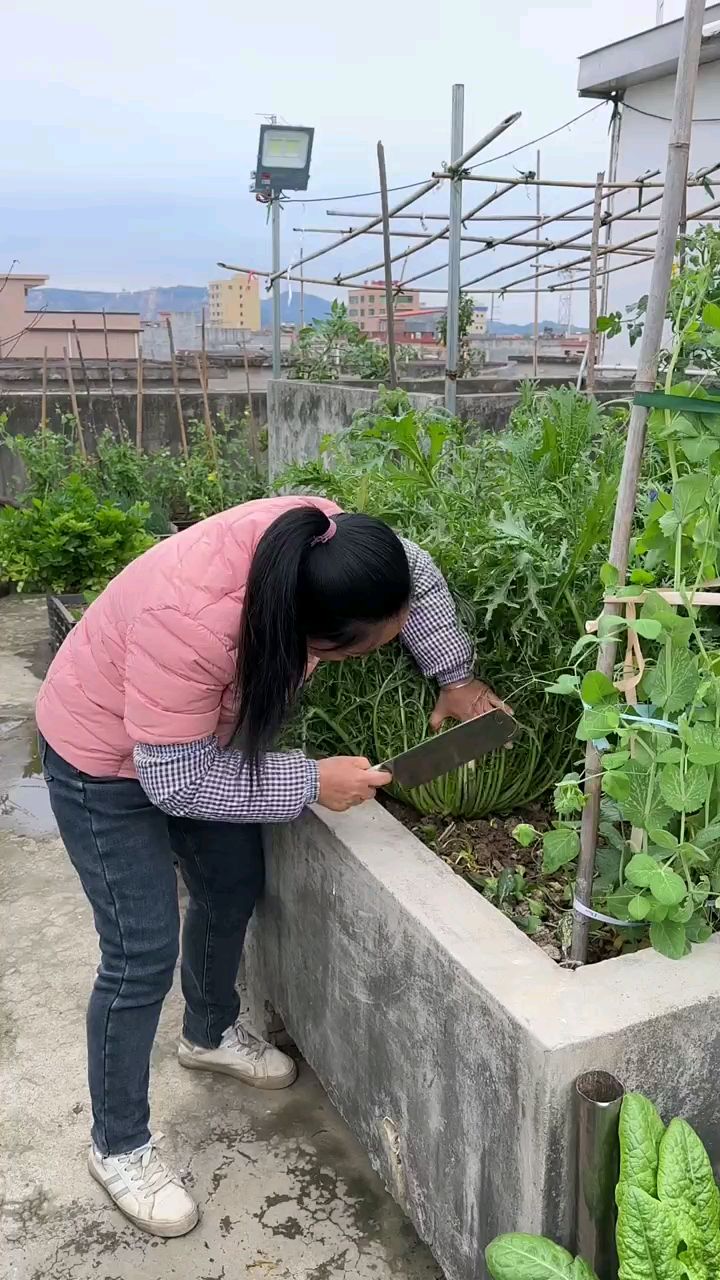我家楼顶小菜园种的雪里红芥菜可以收了,南方秋冬春可以种,北方秋天春天两季种植