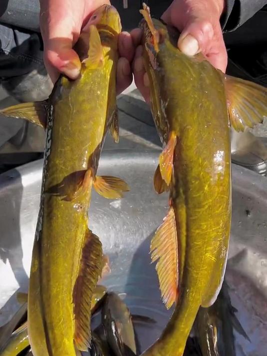 分享33种鱼，你知道哪些鱼是不能吃的吗？