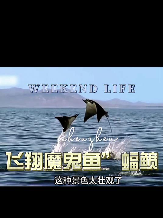 你知道飞翔魔鬼鱼是蝠鲼吗