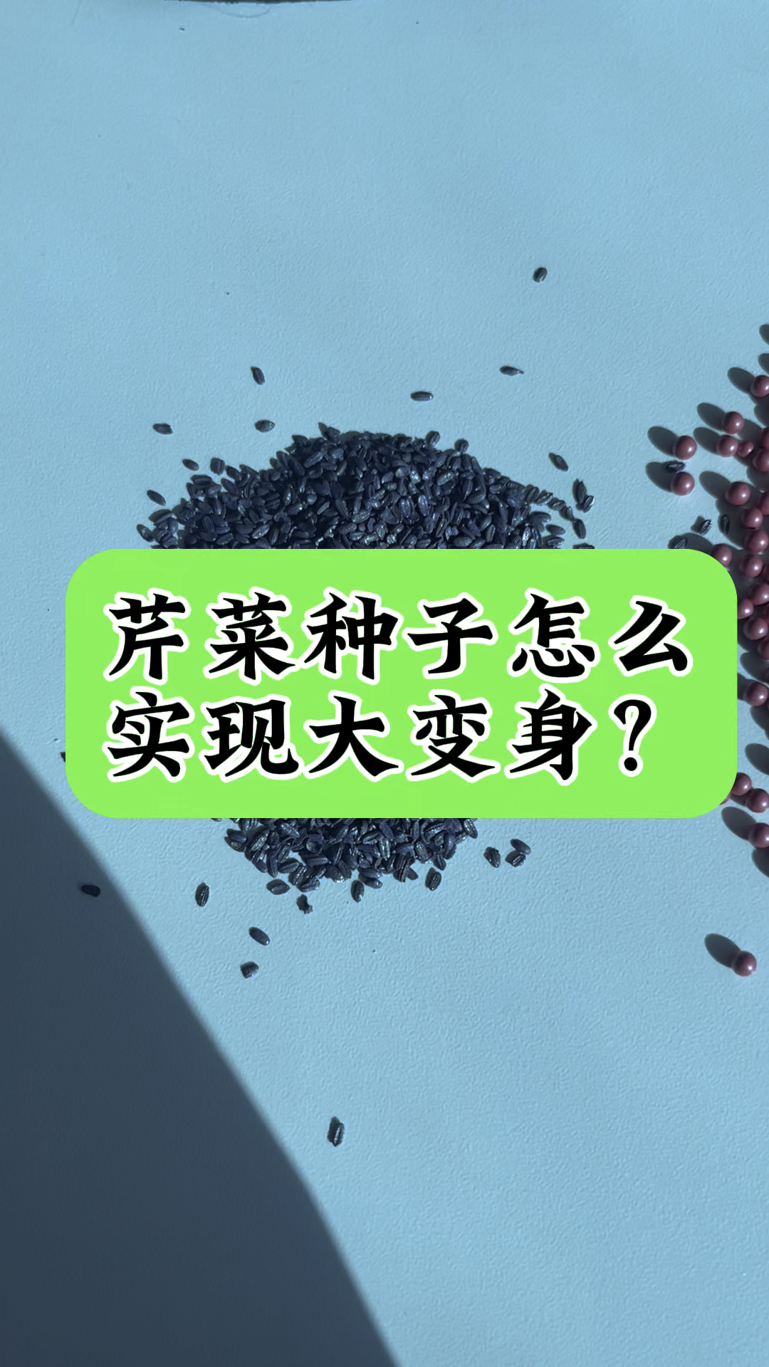 芹菜种子丸粒化、实现精播一体化、芹菜大变身、按粒播种不是吹的!