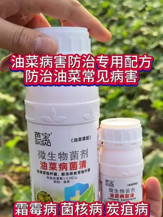 油菜病害咋防治?种植管理有诀窍,助农增收