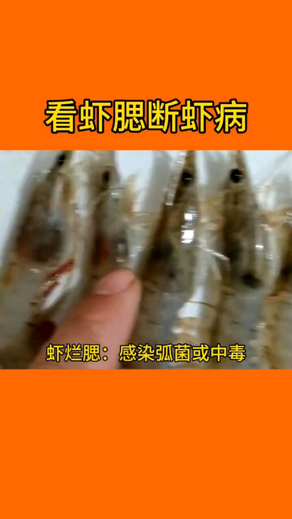 养虾不会看虾腮十个养虾九个栽