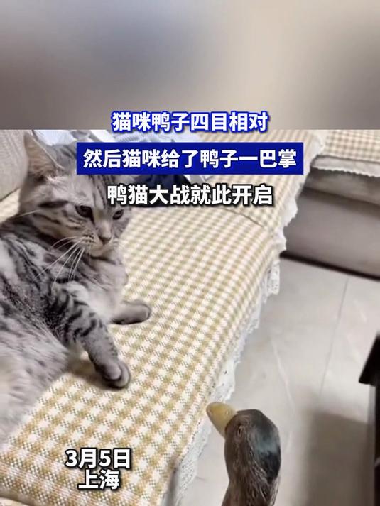 猫咪鸭子四目相对,然后猫咪给了鸭子一巴掌,鸭猫大战就此开启