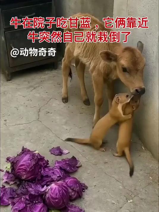 萌牛和小黄鼠吃菜,温馨又有趣!