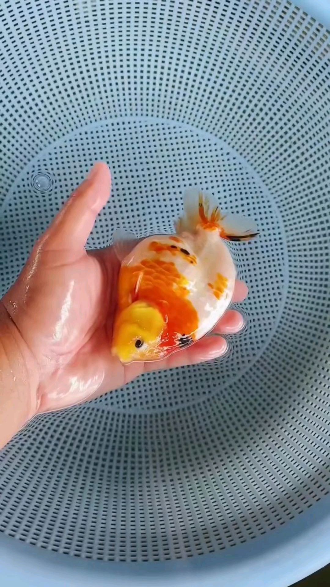 樱花兰寿金鱼