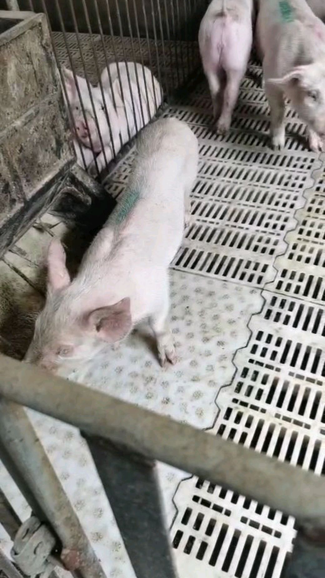 一例圆环病毒病例的救治