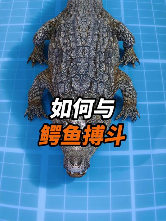如何与鳄鱼搏斗