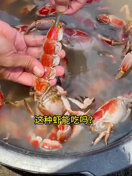这种虾能吃吗