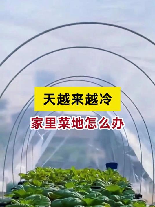 天气越来越冷，家里菜地该保暖了
