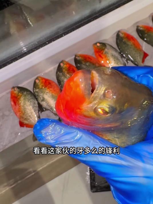 蓝环章鱼的毒性到底有多强？食人鱼全军覆没！