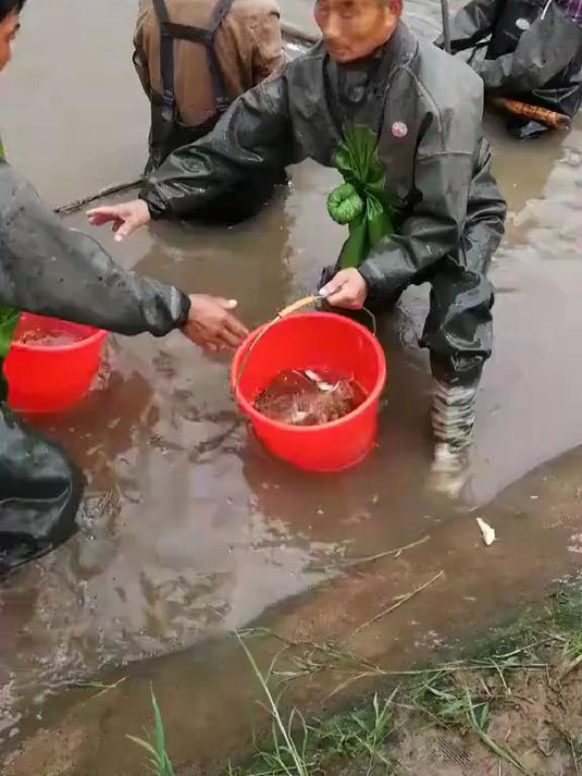4000元一斤，离水5秒就死！这贵比黄金的鱼，就是传说中的长江刀鱼！