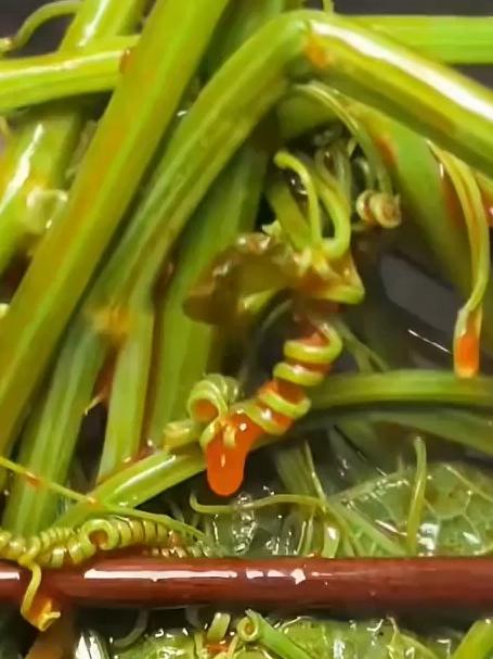 尝尝网上贼火的各种各样的蔬菜涮火锅