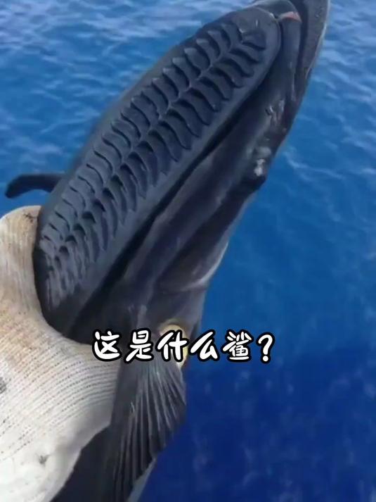 14种不同种类的鲨鱼，你都认识哪几种呢！