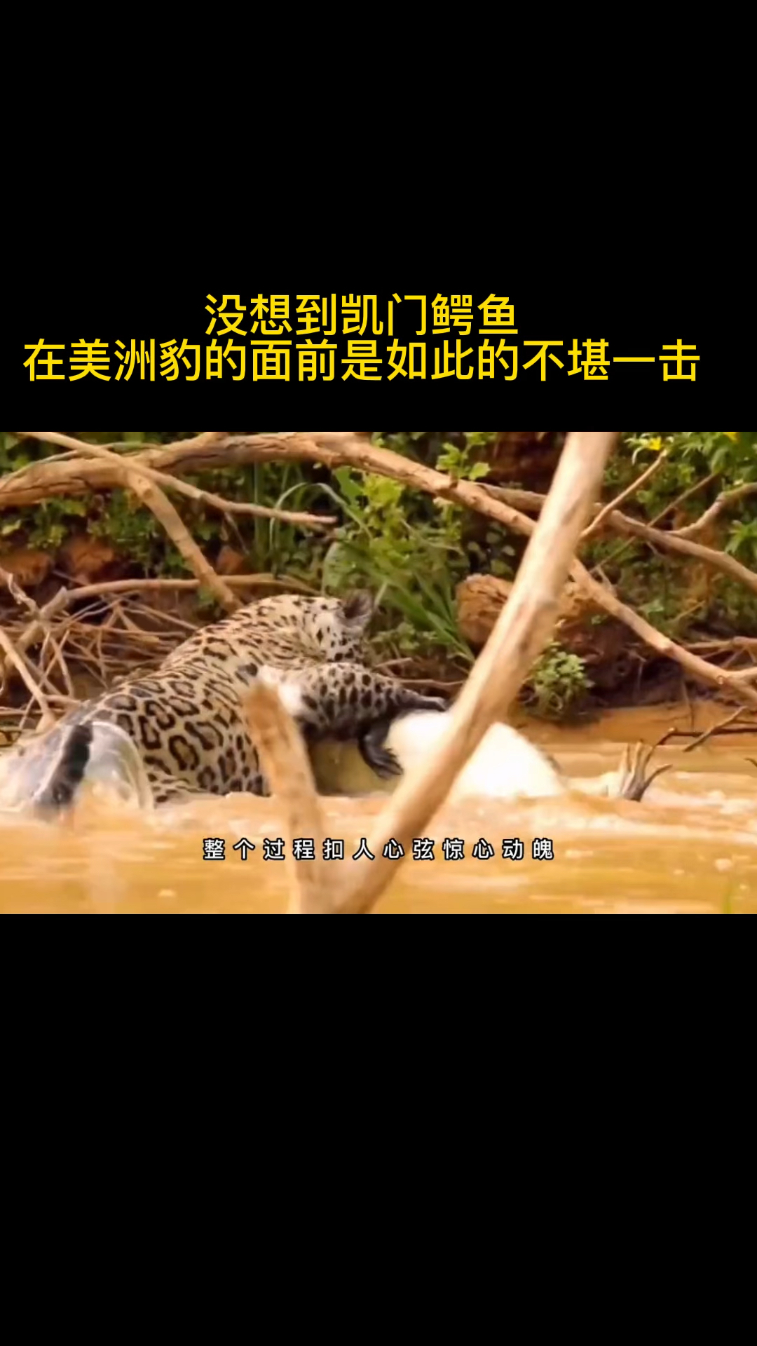 凯门鳄鱼和美洲豹的对战