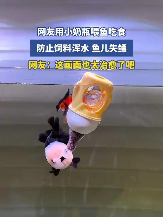 网友用小奶瓶喂鱼吃食，防止饲料浑水，鱼儿失鳔，网友：这画面也太治愈了吧