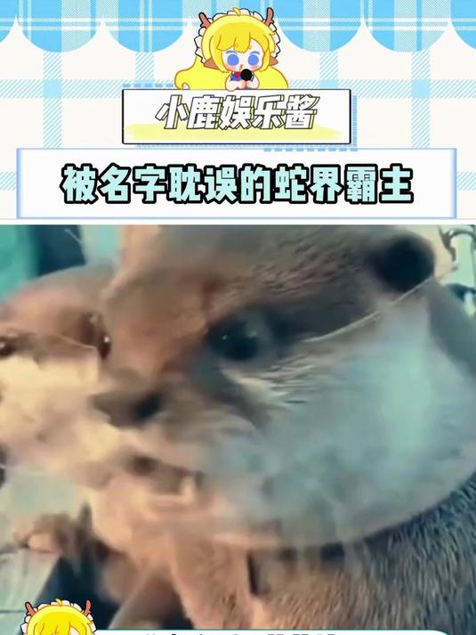 一里有菜花,十里无毒蛇,怕蛇就养一条菜花蛇吧