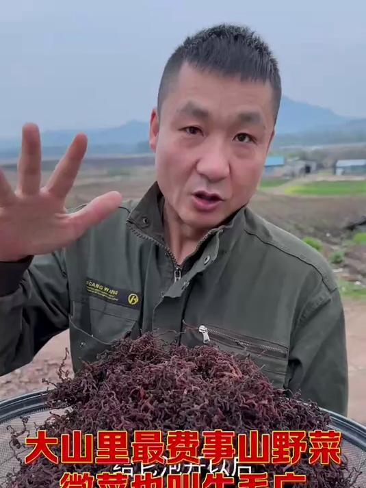 大山里美味山野菜微菜也叫牛毛广