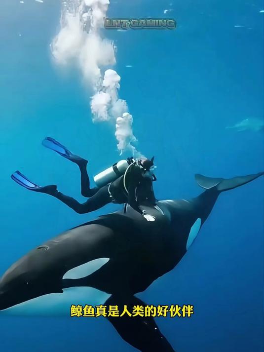 鲨鱼攻击潜水员！