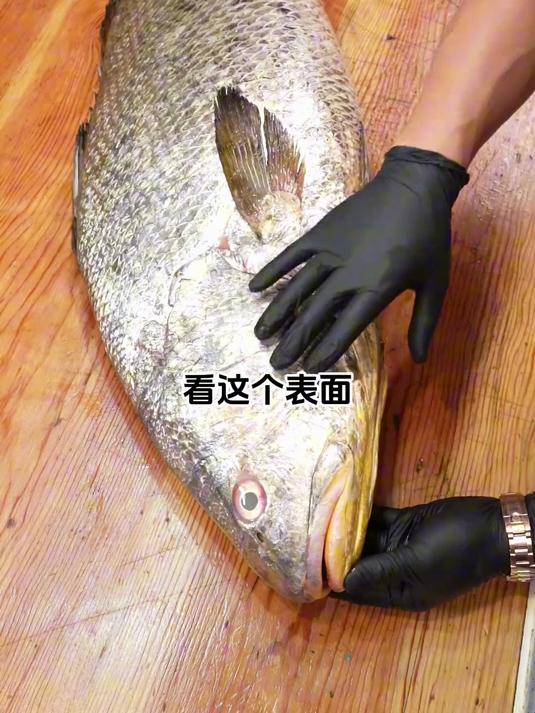 40斤东海野生赤嘴鳘，做个新疆椒麻鸡尝尝味道