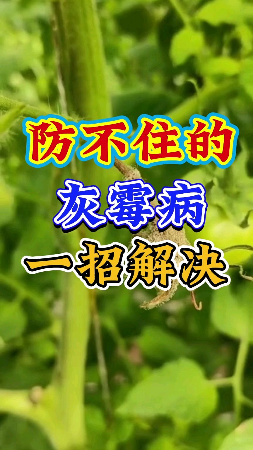 灰霉病难防治?是没用对方法!灰霉病高效防治办法