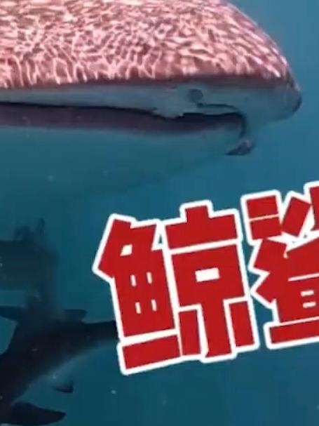 遇到了一条比我船还要大的鱼！