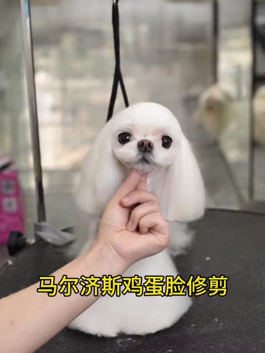 今天带大家来看看马尔济斯鸡蛋脸的修剪 一起来学习一下吧