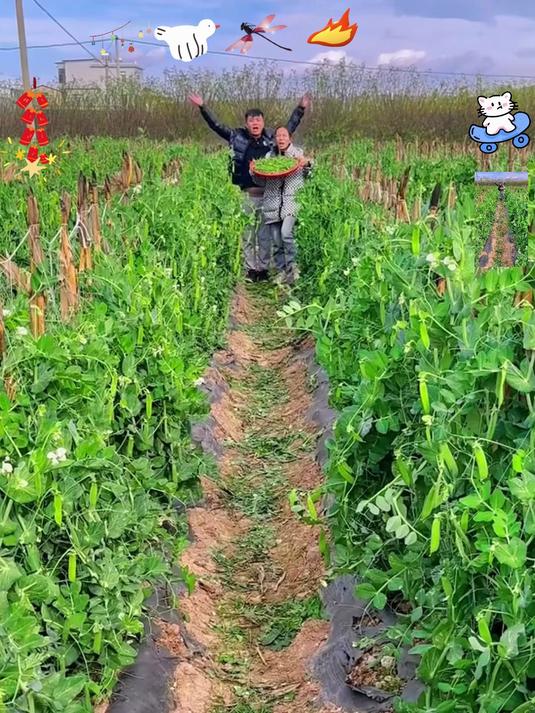 冬天里露天种植的新鲜蔬菜,水果甜豌豆你们有吃过吗?