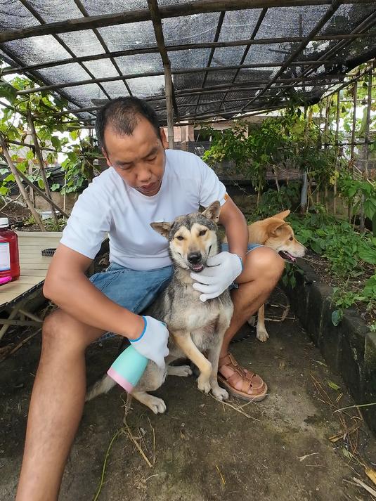 怎样消灭猫狗身上的虱子跳蚤、蜱虫疥螨、掉毛皮癣?3