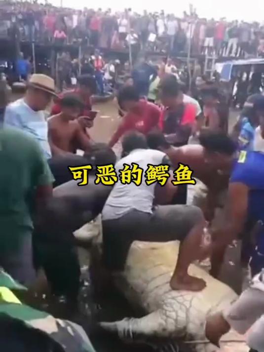 吃掉小女孩的鳄鱼终干被抓到了,村民正在对其开肠破肚拯救孩子
