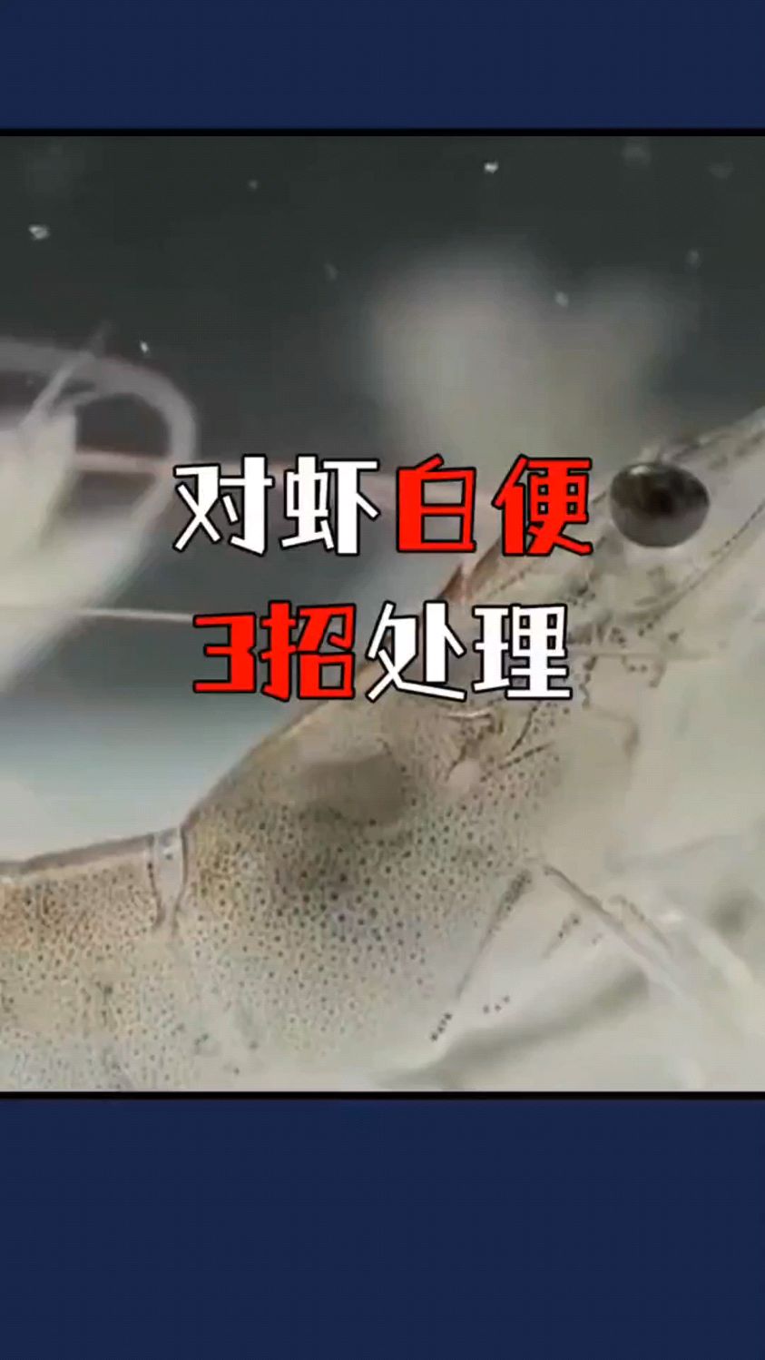 对虾白便三招处理