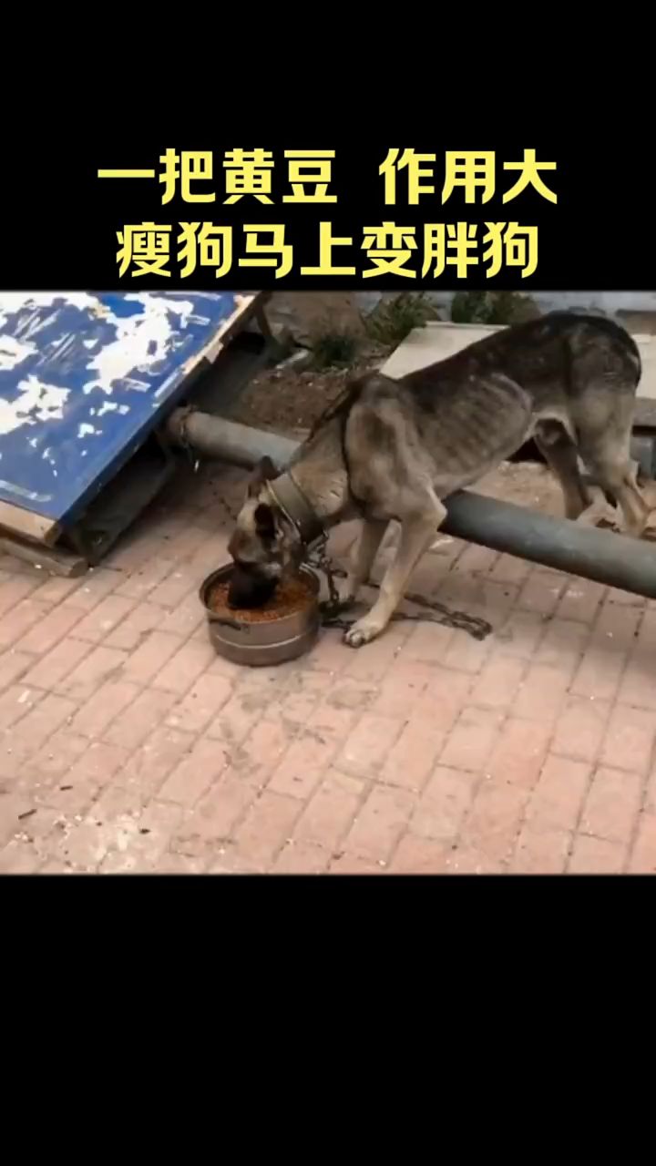 一把黄豆,瘦狗马上变胖狗