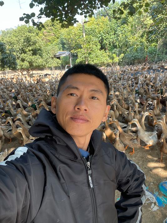 小伙回乡养海鸭,1500只,看看一天产多少蛋