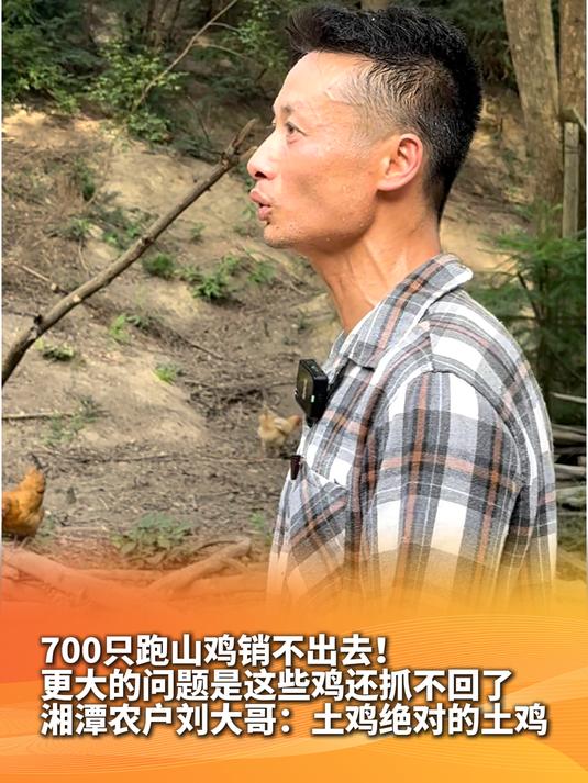 湘潭 700多只跑山鸡销不出去！更大的问题是这些鸡还抓不回了