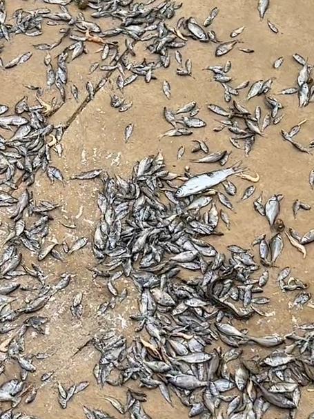 挑战养100种菜市场里的鱼！今日捡漏：一只20块钱的野生甲鱼！