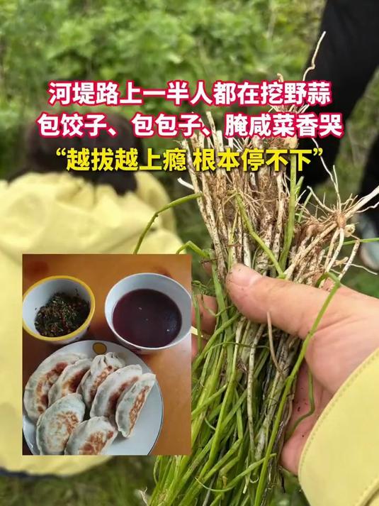 西安一半人都去挖野蒜了刷爆朋友圈!河堤路野蒜被疯抢,网友:炒菜包包子香到舔盘