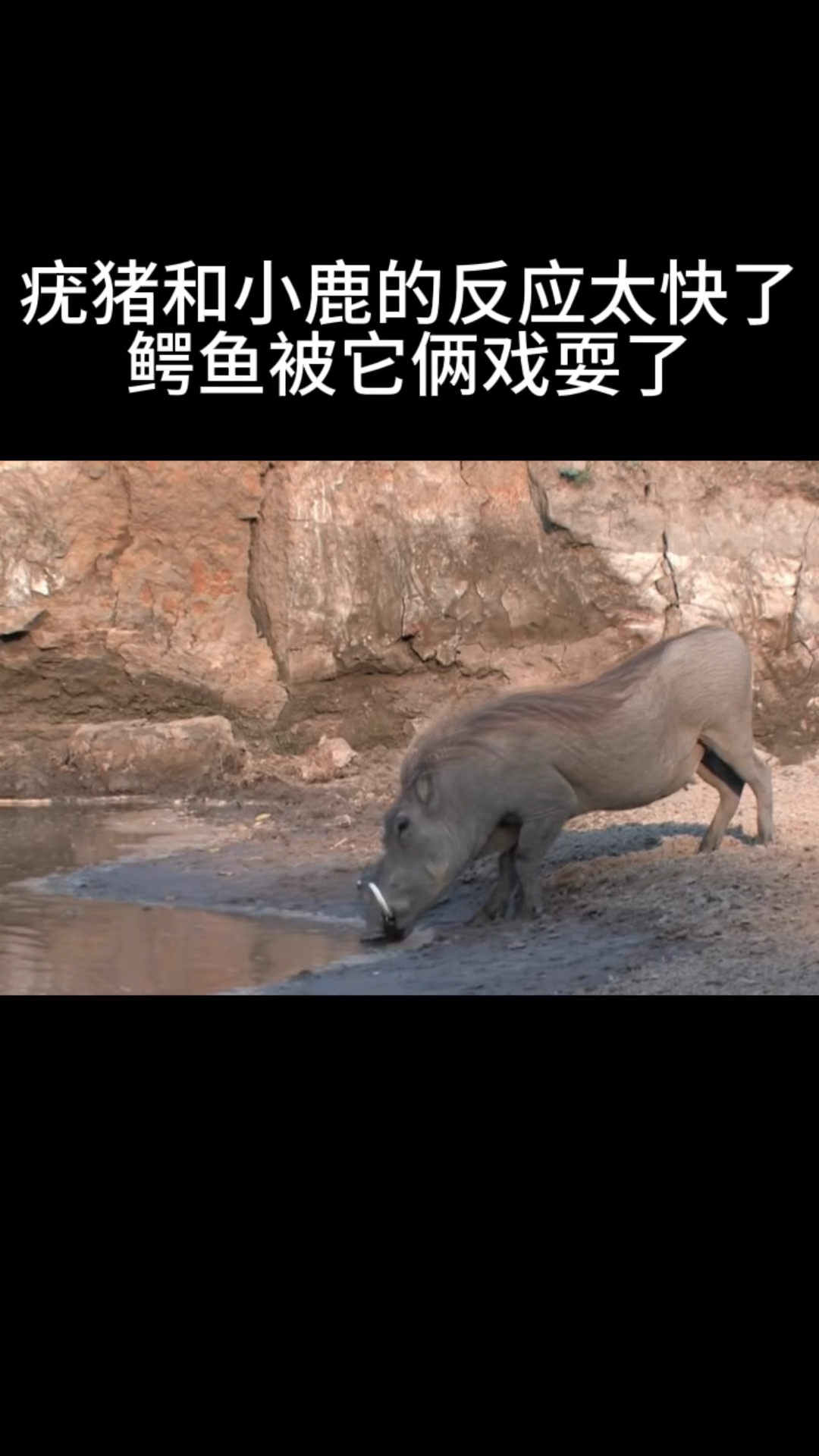 疣猪和小鹿的反应太快了,鳄鱼被它俩戏耍了