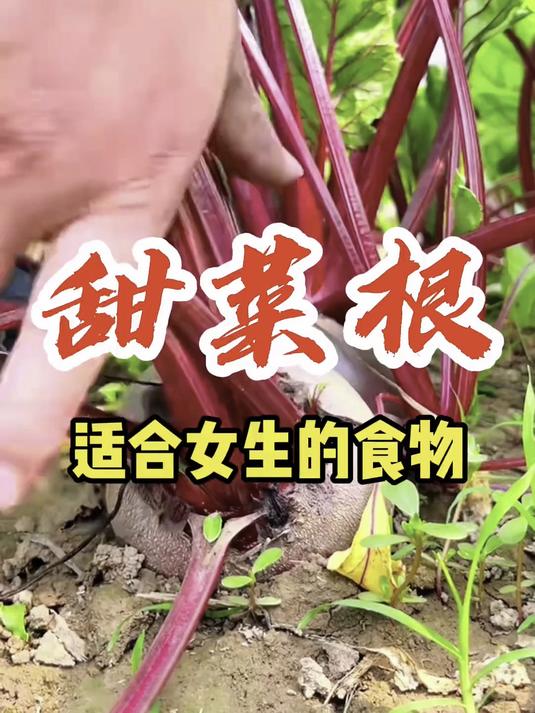 不用加糖就超甜的甜菜根,做法多样不重样,厨房小白也能行!