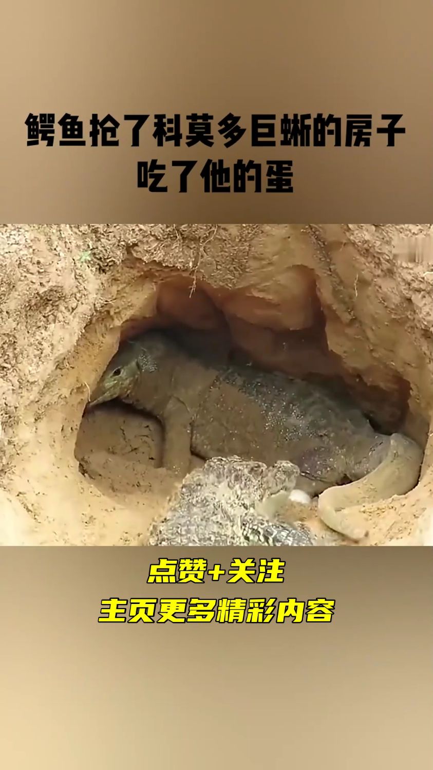 鳄鱼抢了科莫多巨蜥的房子,吃了他的蛋!