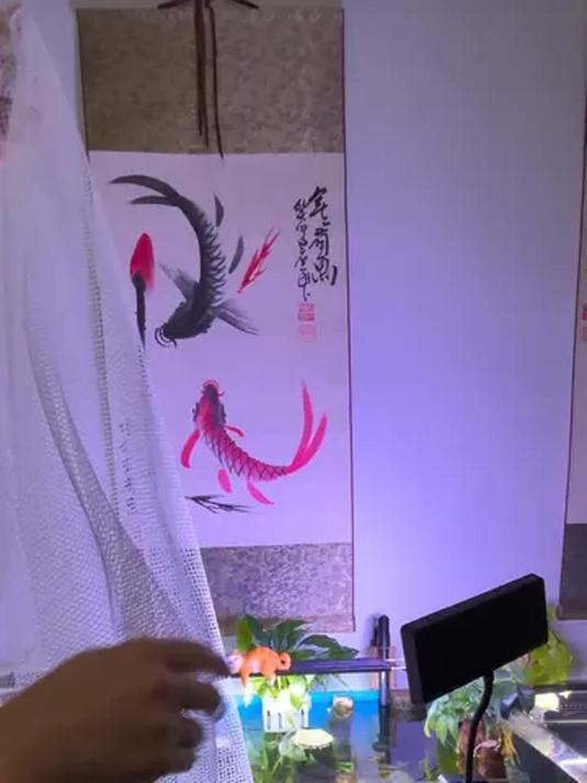 5 毫米尼龙网自制小鱼繁殖盒,尺寸妙,孔雀鱼适用