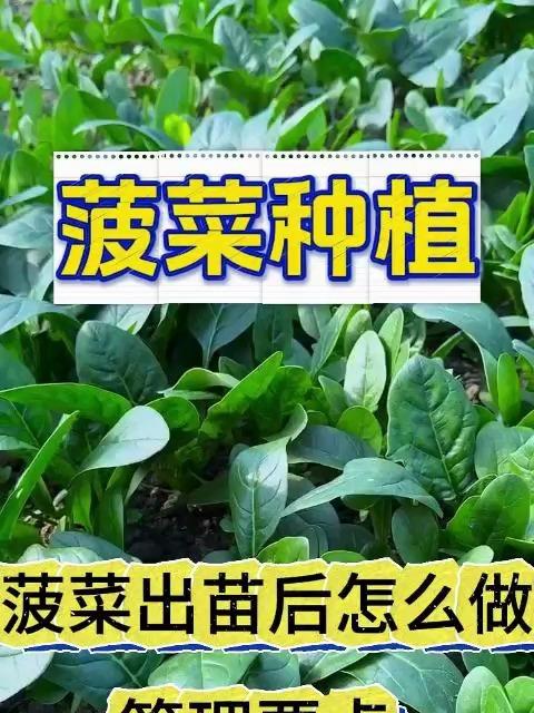 菠菜出苗后怎么做管理要点
