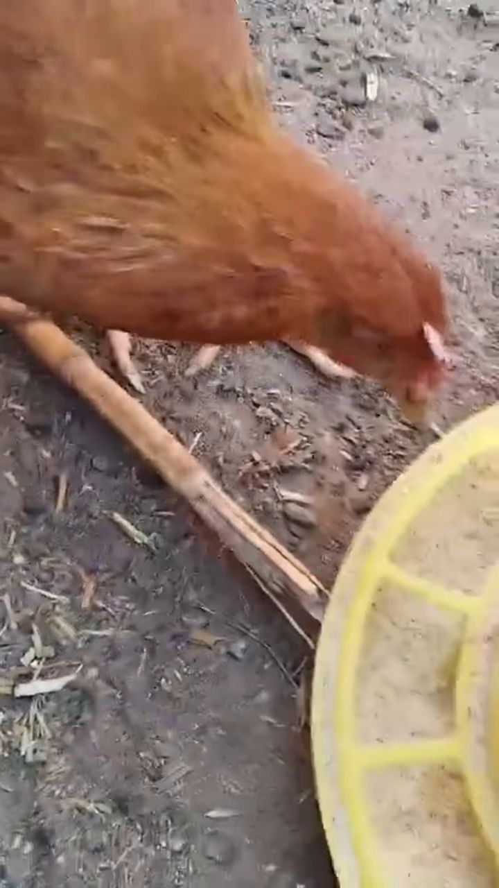 鸡一瘸一拐,关节肿胀,支原体滑囊炎,一招解决。