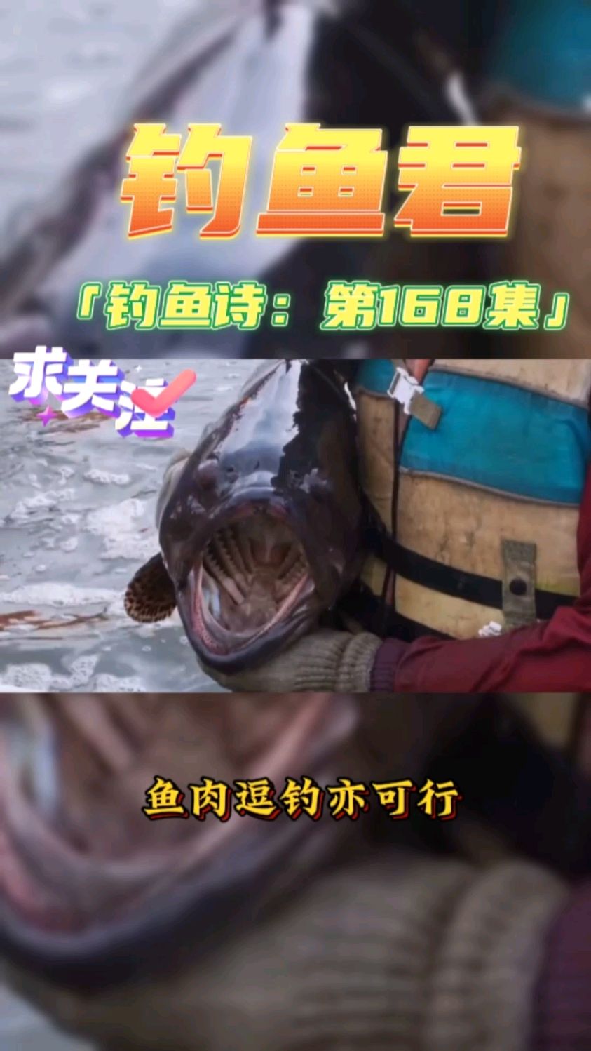 钓鱼君之钓鱼口诀:第168集(钓龙胆珍珠石斑)鱼类百科