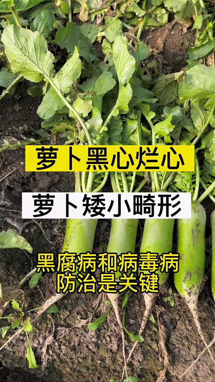 萝卜黑腐病和病毒病如何防治,三农,白萝卜病害分析,传播农业小知识。
