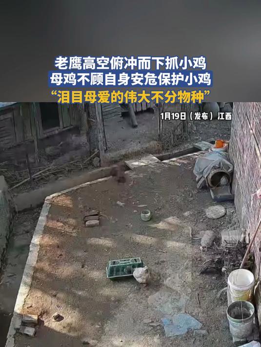 老鹰高空俯冲而下抓小鸡,母鸡不顾自身安危保护小鸡