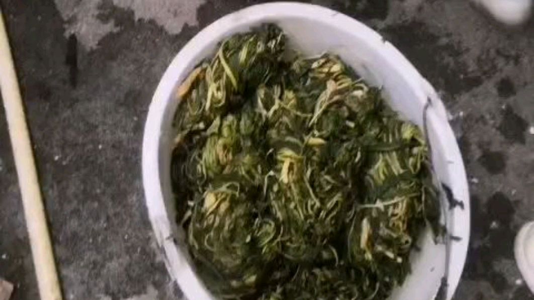 偶遇村姑制作怀集特产“六十日黄菜”。