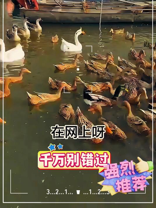 微山湖咸鸭蛋!流油起沙,咸香超下饭